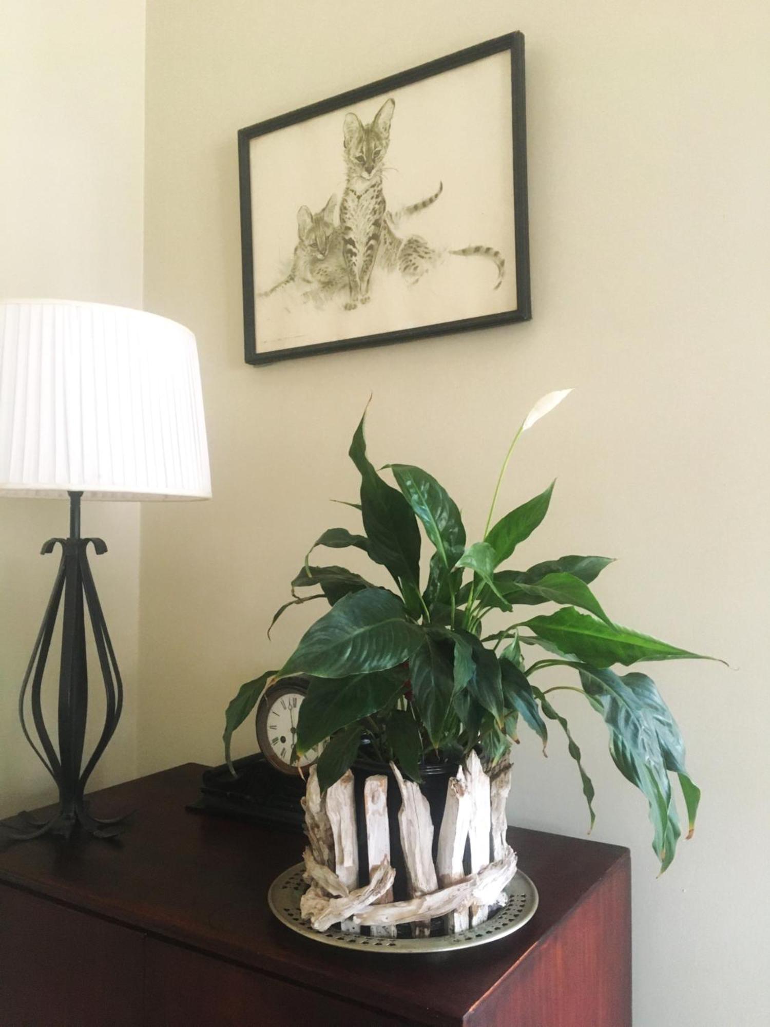 Panache Wildlife Cottage-Self Catering フッドスプルイト エクステリア 写真
